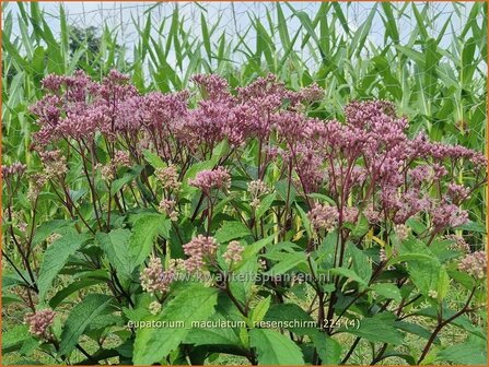 Eupatorium maculatum &#039;Riesenschirm&#039; | Gevlekt leverkruid, Koninginnekruid, Leverkruid | Gefleckter Wasserdost | S