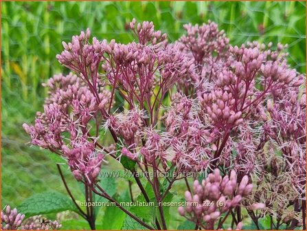 Eupatorium maculatum &#039;Riesenschirm&#039; | Gevlekt leverkruid, Koninginnekruid, Leverkruid | Gefleckter Wasserdost | S