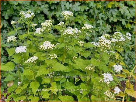 Eupatorium rugosum &#039;Lucky Melody&#039; | Leverkruid, Koninginnekruid | Braunbl&auml;ttriger Wasserdost | Boneset