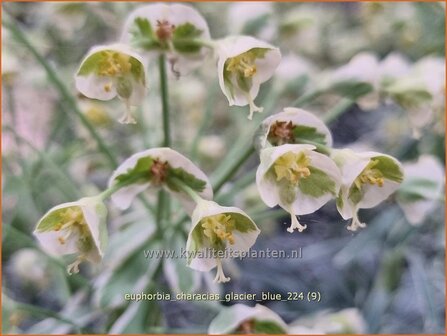 Euphorbia characias &#039;Glacier Blue&#039; | Vroege wolfsmelk, Zuidelijke wolfsmelk, Wolfsmelk | Palisaden-Wolfsmilch | M