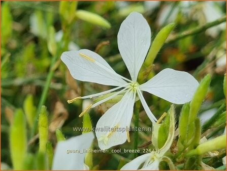 Gaura lindheimeri &#039;Cool Breeze&#039; | Prachtkaars, Lindheimer&#039;s kaars, Vlinderkruid | Prachtkerze | Lindheimer&#039;