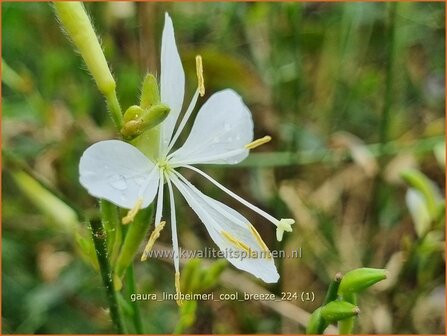 Gaura lindheimeri &#039;Cool Breeze&#039; | Prachtkaars, Lindheimer&#039;s kaars, Vlinderkruid | Prachtkerze | Lindheimer&#039;