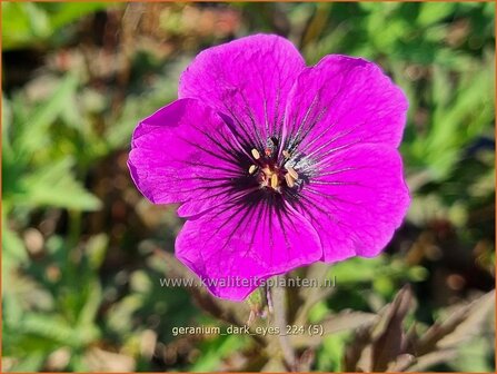 Geranium &#039;Dark Eyes&#039; | Ooievaarsbek, Tuingeranium, Geranium | Storchschnabel | Cranesbill