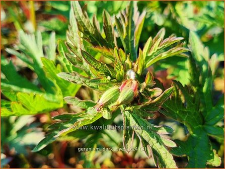 Geranium &#039;Dark Eyes&#039; | Ooievaarsbek, Tuingeranium, Geranium | Storchschnabel | Cranesbill