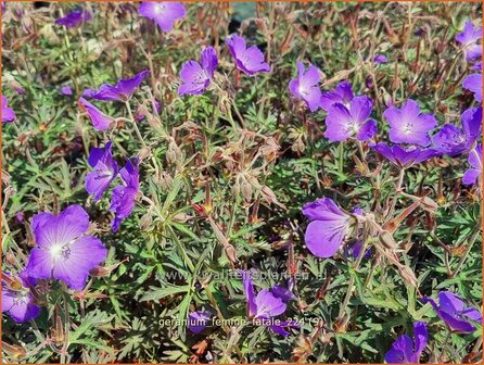 Geranium &#039;Femme Fatale&#039; | Ooievaarsbek, Tuingeranium, Geranium | Nepal-Storchenschnabel | Cranesbill