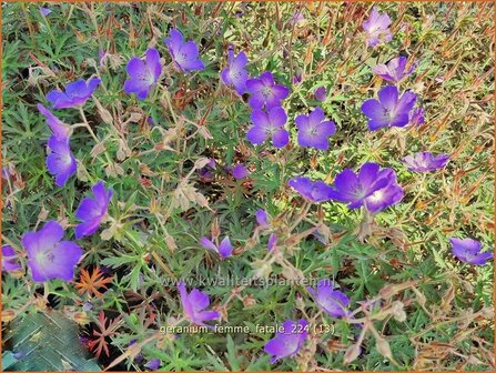 Geranium &#039;Femme Fatale&#039; | Ooievaarsbek, Tuingeranium, Geranium | Nepal-Storchenschnabel | Cranesbill