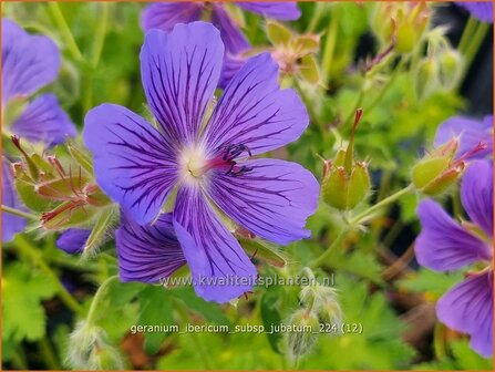 Geranium ibericum subsp. jubatum | Ooievaarsbek, Tuingeranium, Geranium | Kaukasischer Storchenschnabel | Iberian Cranesbill