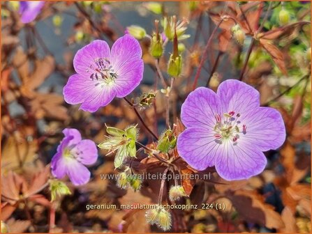 Geranium maculatum &#039;Schokoprinz&#039; | Gevlekte ooievaarsbek, Ooievaarsbek, Tuingeranium, Geranium | Amerikanischer Storc