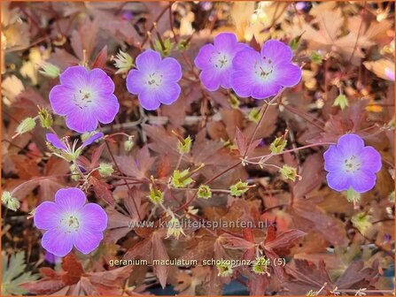 Geranium maculatum &#039;Schokoprinz&#039; | Gevlekte ooievaarsbek, Ooievaarsbek, Tuingeranium, Geranium | Amerikanischer Storc