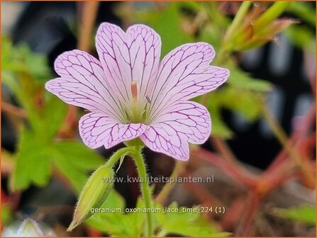 Geranium oxonianum &#039;Lace Time&#039; | Basterd-ooievaarsbek, Ooievaarsbek, Tuingeranium, Geranium | Oxford-Storchschnab