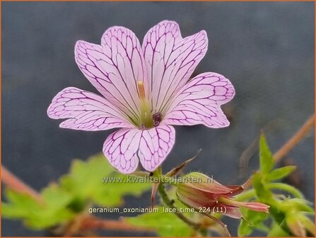 Geranium oxonianum &#039;Lace Time&#039; | Basterd-ooievaarsbek, Ooievaarsbek, Tuingeranium, Geranium | Oxford-Storchschnab