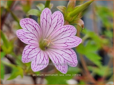 Geranium oxonianum &#039;Lace Time&#039; | Basterd-ooievaarsbek, Ooievaarsbek, Tuingeranium, Geranium | Oxford-Storchschnab