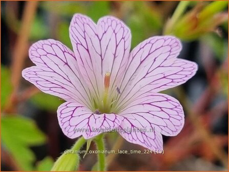 Geranium oxonianum &#039;Lace Time&#039; | Basterd-ooievaarsbek, Ooievaarsbek, Tuingeranium, Geranium | Oxford-Storchschnab