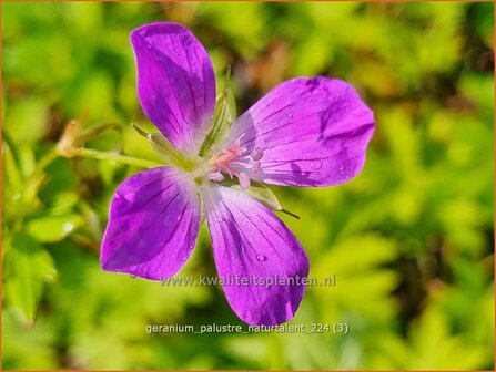 Geranium palustre &#039;Naturtalent&#039; | Moerasooievaarsbek, Ooievaarsbek, Tuingeranium, Geranium | Sumpf-Storchschnabel | M