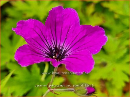 Geranium psilostemon &#039;Red Admiral&#039; | Armeense ooievaarsbek, Ooievaarsbek, Tuingeranium, Geranium | Armenischer Storch