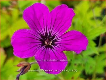 Geranium psilostemon &#039;Red Admiral&#039; | Armeense ooievaarsbek, Ooievaarsbek, Tuingeranium, Geranium | Armenischer Storch