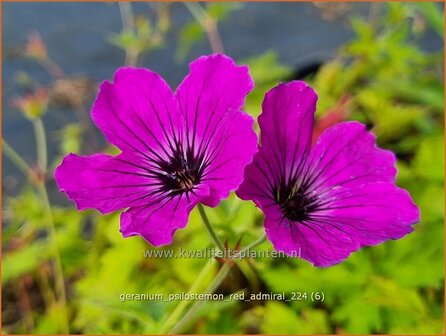 Geranium psilostemon &#039;Red Admiral&#039; | Armeense ooievaarsbek, Ooievaarsbek, Tuingeranium, Geranium | Armenischer Storch