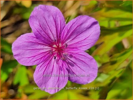 Geranium soboliferum &#039;Butterfly Kisses&#039; | Ooievaarsbek, Tuingeranium, Geranium | Spro&szlig;-Storchschnabel | Creeping Ger