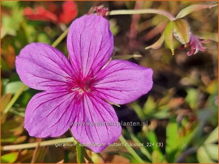 Geranium soboliferum &#039;Butterfly Kisses&#039; | Ooievaarsbek, Tuingeranium, Geranium | Spro&szlig;-Storchschnabel | Creeping Ger