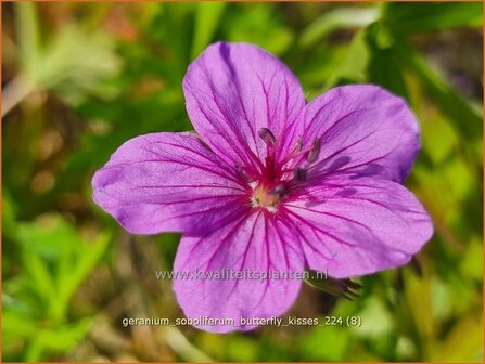 Geranium soboliferum &#039;Butterfly Kisses&#039; | Ooievaarsbek, Tuingeranium, Geranium | Spro&szlig;-Storchschnabel | Creeping Ger