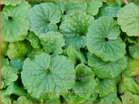 Glechoma hederacea &#039;Rosemarie&#039; | Hondsdraf, Kruip-door-de-tuin | Gew&ouml;hnlicher Gundermann | Creeping Charlie