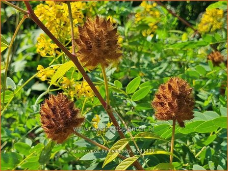 Glycyrrhiza yunnanensis | Chinees zoethout, Zoethout | Chinesisches S&uuml;&szlig;holz | Yunnan Licorice