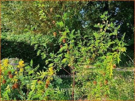 Glycyrrhiza yunnanensis | Chinees zoethout, Zoethout | Chinesisches S&uuml;&szlig;holz | Yunnan Licorice