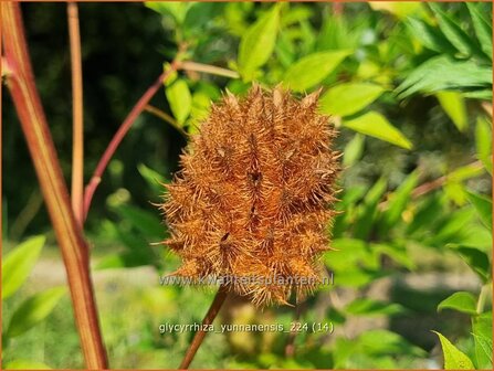 Glycyrrhiza yunnanensis | Chinees zoethout, Zoethout | Chinesisches S&uuml;&szlig;holz | Yunnan Licorice