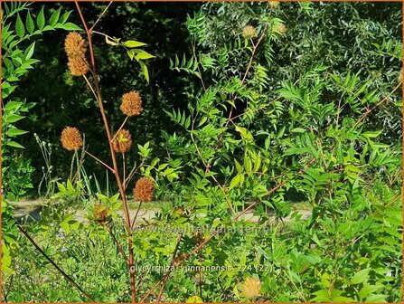 Glycyrrhiza yunnanensis | Chinees zoethout, Zoethout | Chinesisches S&uuml;&szlig;holz | Yunnan Licorice