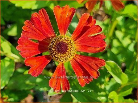 Helenium &#039;Kupferziegel&#039; | Zonnekruid | Sonnenbraut | Helen&#039;s Flower