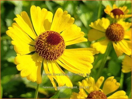 Helenium &#039;Septembergold&#039; | Zonnekruid | Sonnenbraut | Helen&#039;s Flower