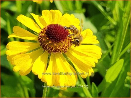 Helenium &#039;Septembergold&#039; | Zonnekruid | Sonnenbraut | Helen&#039;s Flower