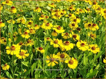 Helenium &#039;Septembergold&#039; | Zonnekruid | Sonnenbraut | Helen&#039;s Flower