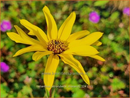 Helianthus atrorubens &#039;Monarch&#039; | Vaste zonnebloem | Rauhaarige Sonnenblume | Purple-Disk Sunflower