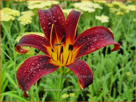 Hemerocallis &#039;Black Plush&#039; | Daglelie | Taglilie | Day Lily