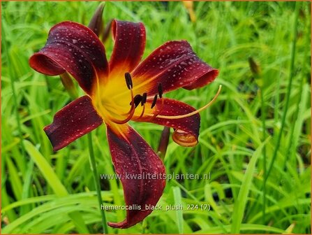 Hemerocallis &#039;Black Plush&#039; | Daglelie | Taglilie | Day Lily