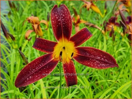 Hemerocallis &#039;Black Plush&#039; | Daglelie | Taglilie | Day Lily