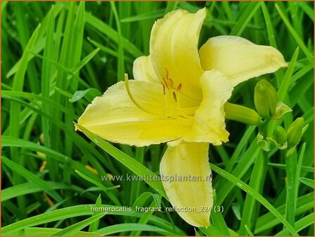 Hemerocallis &#039;Fragrant Reflection&#039; | Daglelie | Taglilie | Day Lily