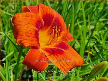 Hemerocallis &#039;Holiday Delight&#039; | Daglelie | Taglilie | Day Lily