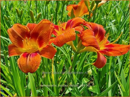 Hemerocallis &#039;Holiday Delight&#039; | Daglelie | Taglilie | Day Lily