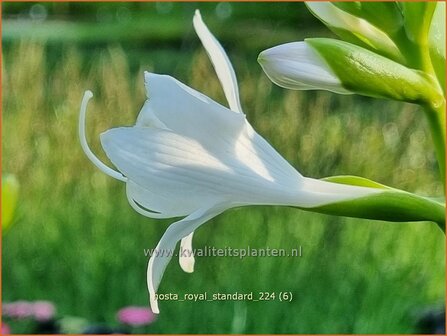 Hosta &#039;Royal Standard&#039; | Hosta, Hartlelie, Funkia | Funkie | Hosta