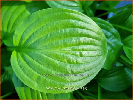 Hosta &#039;Royal Standard&#039; | Hosta, Hartlelie, Funkia | Funkie | Hosta