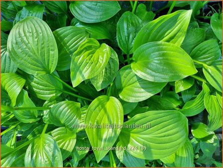 Hosta &#039;Royal Standard&#039; | Hosta, Hartlelie, Funkia | Funkie | Hosta