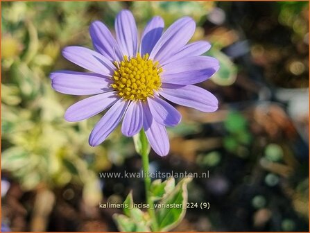 Kalimeris incisa &#039;Variaster&#039; | Zomeraster | Eingeschnittene Sch&ouml;naster | Japanese Aster