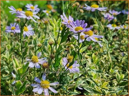 Kalimeris incisa &#039;Variaster&#039; | Zomeraster | Eingeschnittene Sch&ouml;naster | Japanese Aster