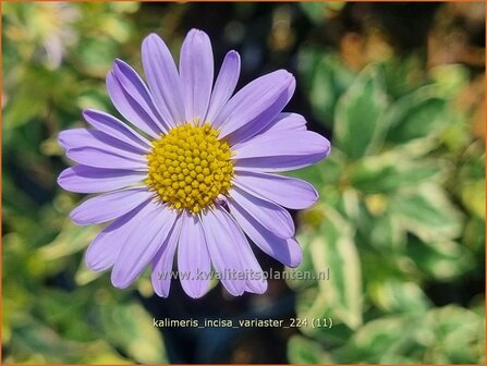 Kalimeris incisa &#039;Variaster&#039; | Zomeraster | Eingeschnittene Sch&ouml;naster | Japanese Aster