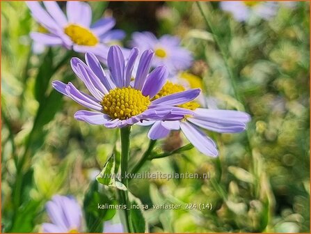 Kalimeris incisa &#039;Variaster&#039; | Zomeraster | Eingeschnittene Sch&ouml;naster | Japanese Aster