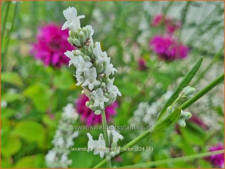 Lavandula intermedia &#039;Alba&#039; | Lavandin, Hybridelavendel, Lavendel | Provence-Lavendel | Lavandin