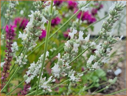 Lavandula intermedia &#039;Alba&#039; | Lavandin, Hybridelavendel, Lavendel | Provence-Lavendel | Lavandin