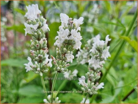 Lavandula intermedia &#039;Alba&#039; | Lavandin, Hybridelavendel, Lavendel | Provence-Lavendel | Lavandin